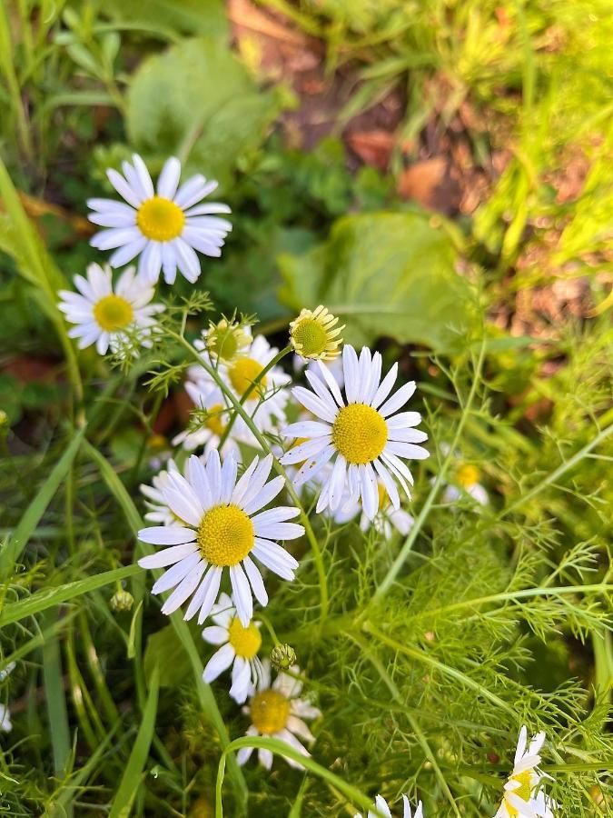 Le Gite Marguerite - Calvados : Vue Panoramique Sur La Normandie Hermival-les-Vaux Exteriör bild